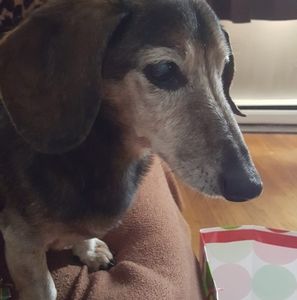 Meet your Posher, Jamie